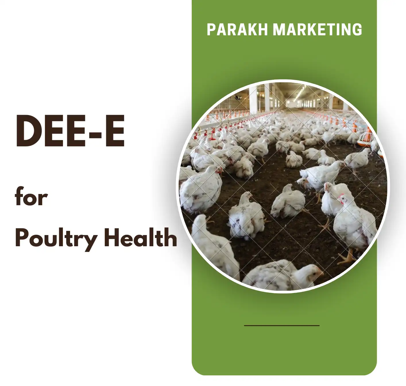 poultry Health
